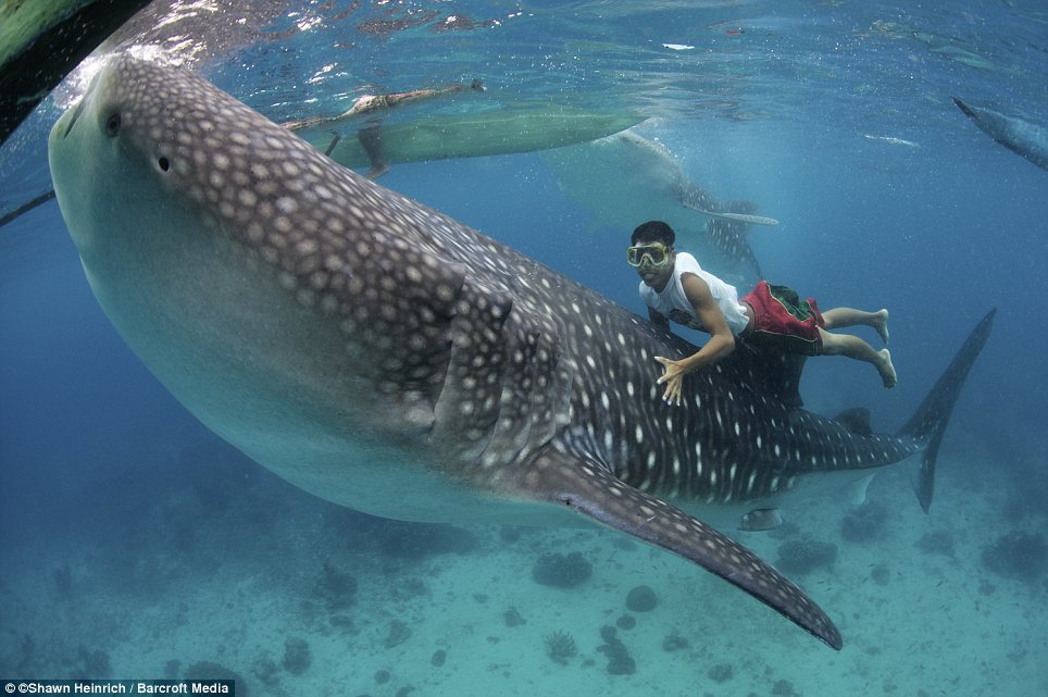 Ethical swimming with whale sharks in Leyte, Philippines, best place to see whale sharks in the Philippines, Natural Whale Shark encounter, best place for whale shark watching in the Philippines Feet Do Travel