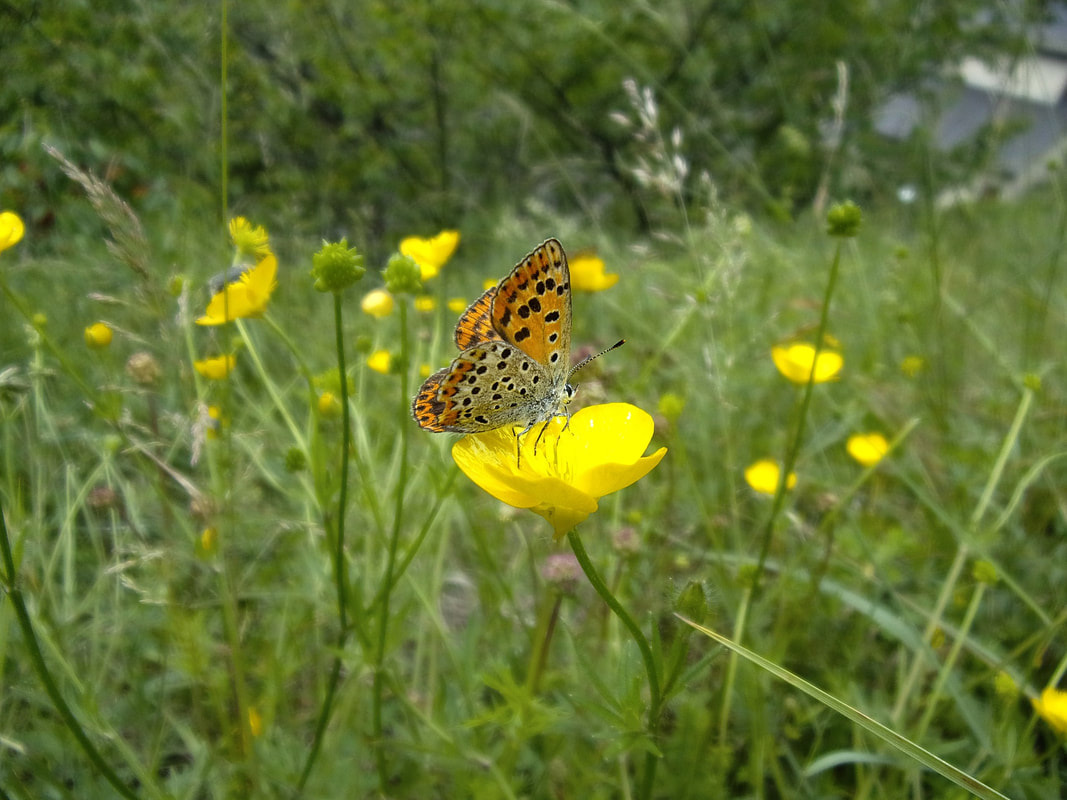Best places for butterfly watching around the world, butterfly holiday, Cevennes, Normandy, France, Sri Lanka, Nepal, Italian Dolomites, Sweden, Fritillaries, swallowtails, whites, blues, skippers, nymphalids, painted lady, Lepidopterists, pretty winged creatures, Feet Do Travel