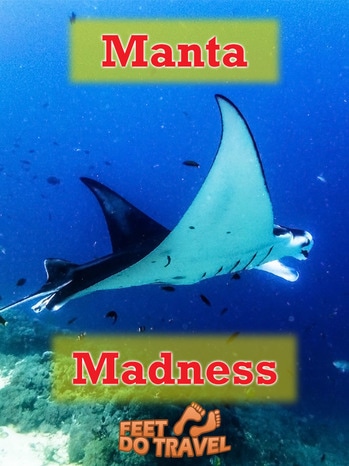 Manta Rays (Mobula Rays) are one of the most intelligent fish species in our ocean. We have had plenty of #manta action in some of the best places in the world to see manta rays. Raja Ampat, Nusa Penida, Komodo, Sangalaki, Borneo, Feet Do Travel share Manta Madness. #mantas #mantaray #mobularay #dive #diving #scuba #scubadiving #indonesia #wonderfulindonesia #visitindonesia #exploreindonesia #travel #thingstodo