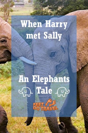 Read what happened when Harry the elephant met Sally ...yes they are named after the movie!