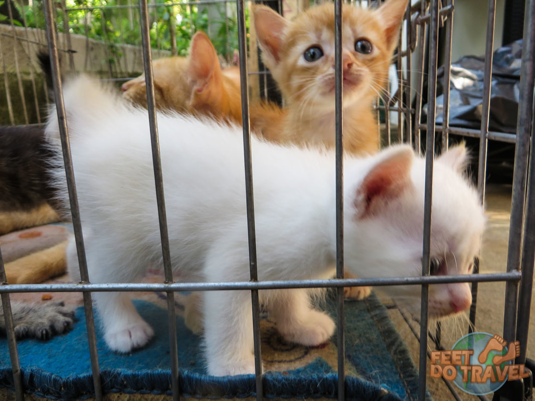 Donate  Cats Of Gili
