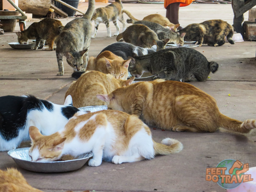 Siem Reap Pagoda Cats, Cambodia, better than a cat café for Cat Crazy Feet Do Travel