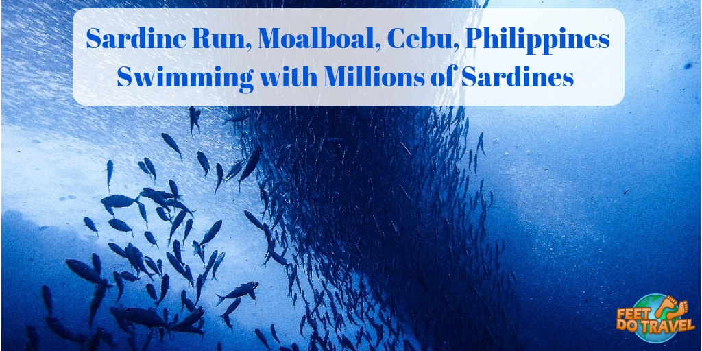 Sardine Run, Moalboal, Cebu, Diving the Philippines, Swimming with millions of Sardines, Feet Do Travel