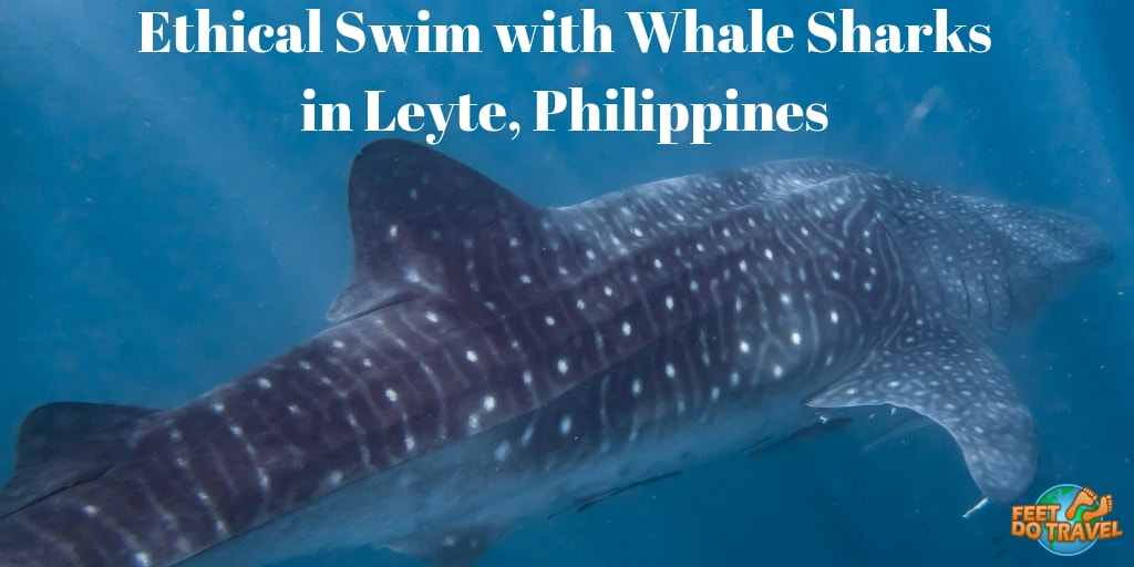 Ethical swim with whale sharks in Leyte, Philippines, best place to see whale sharks in the Philippines, Natural Whale Shark encounter, best place for whale shark watching in the Philippines Feet Do Travel