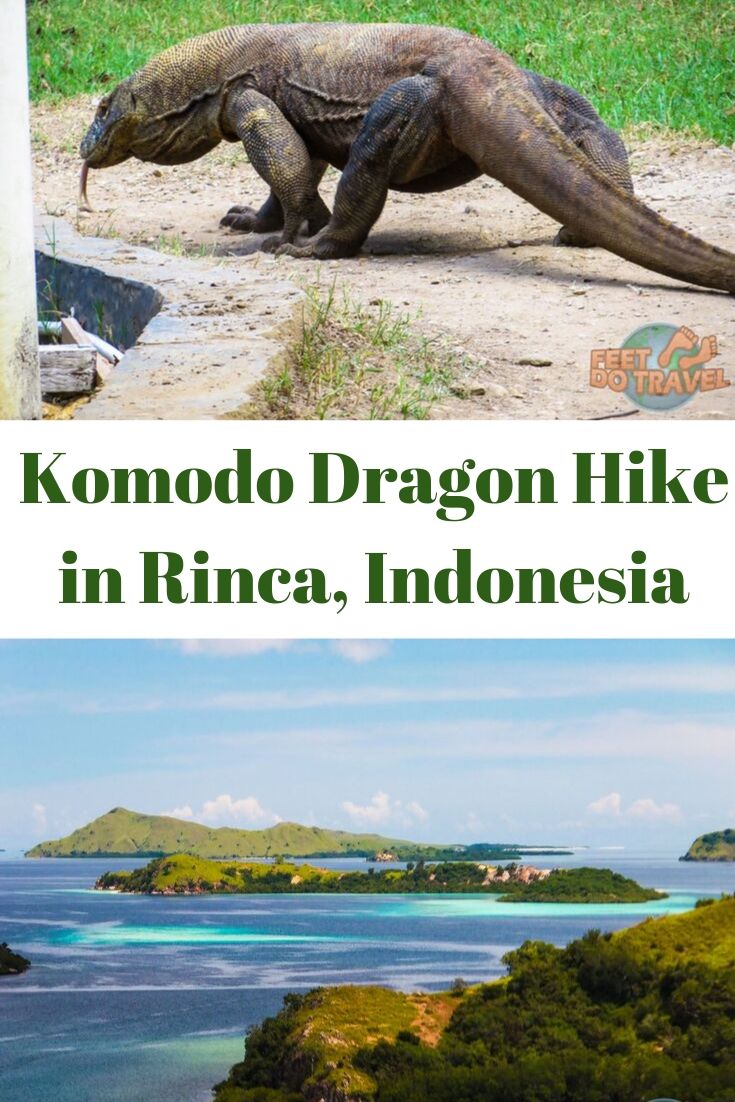 Komodo Dragons are the largest, heaviest living lizard in the world, and can only be found in Komodo, Rinca and Flores Indonesia. Also known as the Komodo Monitor, the world’s largest reptile has a mean reputation. Feet Do Travel take you on a #komodo #Dragon Hike in #Rinca. #komododragon #rinca #visitindonesia #wonderfulindonesia #IndonesiaTravel #SoutheastAsia #AsiaTravel #IndonesiaTravelGuide #IslandTravel #TravelGuide #reptile #reptiles #monitor #monitors #lizard #lizards #wildlife 