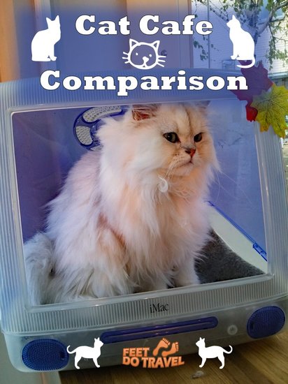 Cat Cafe Comparison - FeetDoTravel