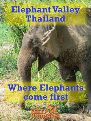 Finding an ethical elephant sanctuary in Thailand isn’t easy. Elephant sanctuaries are all over, but we wanted no riding, no bathing, no mud baths. Then we found Elephant Valley Thailand. #elephant #elephants #elephantsanctuary #elephantphotography #ethicalplaces #sanctuary #thailand #volunteer #chiangrai #travel #travelblog #travelblogger #traveltips #travelling