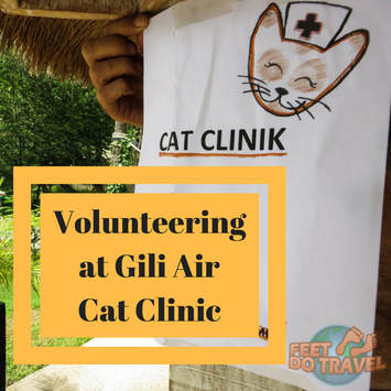  Volunteering at Gili Air Cat Clinic Gili Islands Gilis Gili Trawangan Animal Welfare Project Cat Crazy Cats of GIli