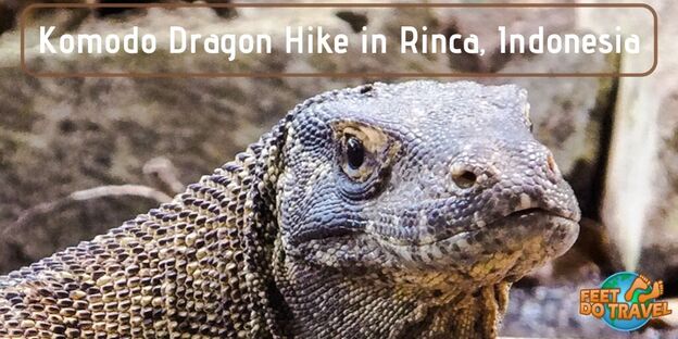 Komodo Dragon Hike in Rinca, Indonesia, Komodo National Park, Flores, Komodo Monitor, world’s largest reptile, heaviest living lizard, Feet Do Travel