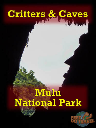 Mulu National Park is the perfect place to visit for lovers of hiking, jungle walks, geology, caves and of course critters! Check out our exciting 4 day adventure!