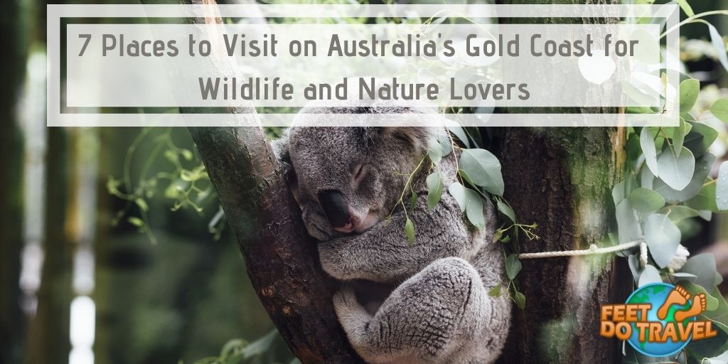 7 Places to Visit on Australia's Gold Coast for Wildlife and Lovers - FeetDoTravel