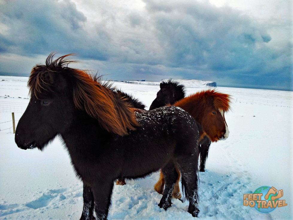 Beautiful Icelandic Horses