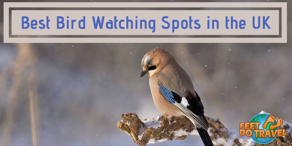 Best Bird Watching Spots in the UK, Feet Do Travel, UK bird life, places to go in the UK for watching birds, puffins, Anglesey, North Wales, guillemots, razorbills, Rathlin Island, County Antrim, Northern Ireland, black guillemots, red-billed chough, Lake District, woodpeckers, peregrine falcons, mistle thrush, Farne Islands, Northumberland, eider ducks, Arctic terns, Brownsea Island, Dorset, hen harriers, New Forest, Hampshire, black-tailed godwits, dunlins, nightjars, linnets, stone chats, Slimbridge WWT, Gloucestershire, geese, ducks, Bewick’s swans, The Cairngorms, Scotland, grey-footed woodpeckers, siskins, grouse the capercaillies. 