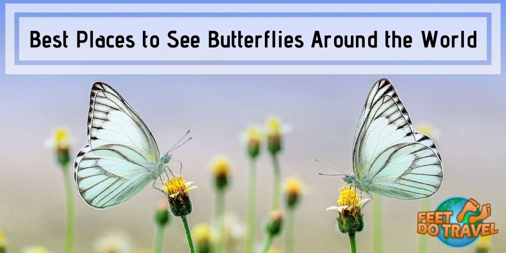 Best places for butterfly watching around the world, butterfly holiday, Cevennes, Normandy, France, Sri Lanka, Nepal, Italian Dolomites, Sweden, Fritillaries, swallowtails, whites, blues, skippers, nymphalids, painted lady, Lepidopterists, pretty winged creatures, Feet Do Travel