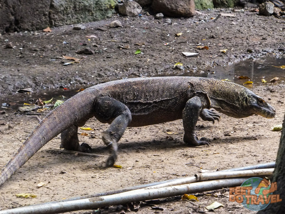 Komodo Dragon Hike in Rinca, Indonesia, Komodo National Park, Flores, Komodo Monitor, world’s largest reptile, heaviest living lizard, Feet Do Travel