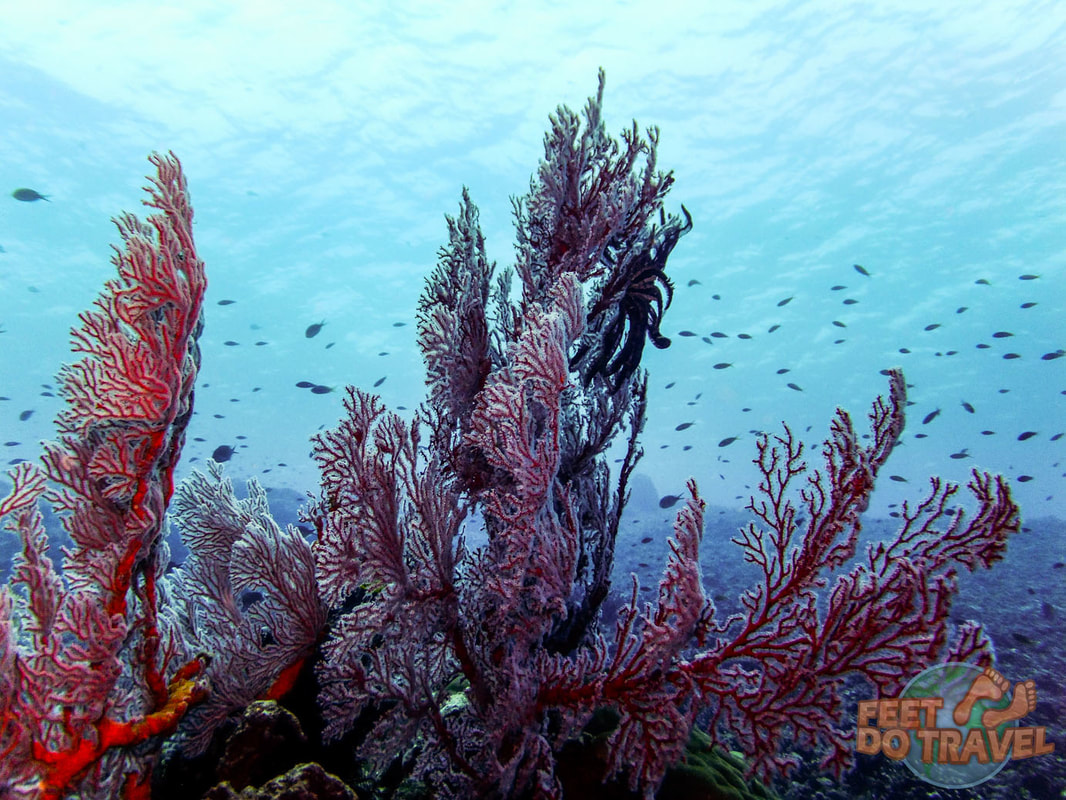Scuba Diving the Gili Islands, Indonesia, Manta Dive Gili Trawangan, Gili Air, Oceans 5 Feet Do Travel