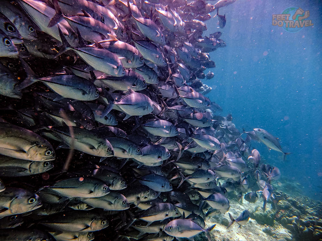 Sardine Run, Moalboal, Cebu, Diving the Philippines, Swimming with millions of Sardines, Feet Do Travel