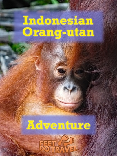 Seeing wild Orangutans was on our bucket list, so we booked a trip to the Indonesian Jungle of Borneo. We saw entire families of Borneon Orangutans, from baby orangutans to the alpha males. Feet Do Travel share with you our amazing Indonesian Orangutan Adventure. #indotravellers #hny_indonesia #thingstodo #exploreindonesia #incredibleindonesia #visitindonesia #travel #vacationinspiration #nextvacation #travelblog #travelblogger #travelling #travelguides 