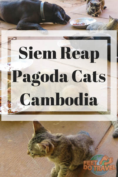 In Siem Reap, Cambodia, there lives an extraordinary lady. Together with the monks, retired expat Josette looks after stray #cats and dogs at a pagoda, making sure they are fed and healthy. If you are #cat crazy or lover of dogs, a visit to Siem Reap Pagoda Cats is better than any cat café. Feet Do Travel loved our time here! #siemreap #Kitten #Kittens #kitty #catlover #CatLady #Volunteer #thingstodo #travel #travelblog #travelblogger #travelling #travelguides
