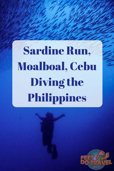 Fancy swimming with millions of sardines? Feet Do Travel head to Moalboal, Cebu, Philippines for the sardine run. Unlike the South Africa sardine run, you can snorkel and scuba dive with a giant sardine ball every day of the year at Panagsama Beach. #moalboal #cebu #philippines #diving #scubadiving #bucketlist #travel #travelblog #travelblogger #traveltips #travelling #travelguides #traveladvice 