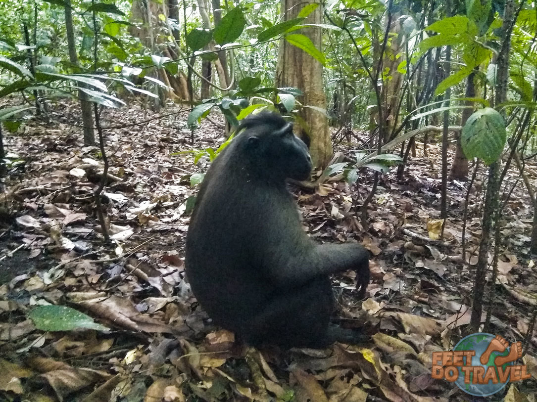 : Tarsiers and monkey selfie Tangkoko National Park, North Sulawesi, Indonesia Feet Do Travel