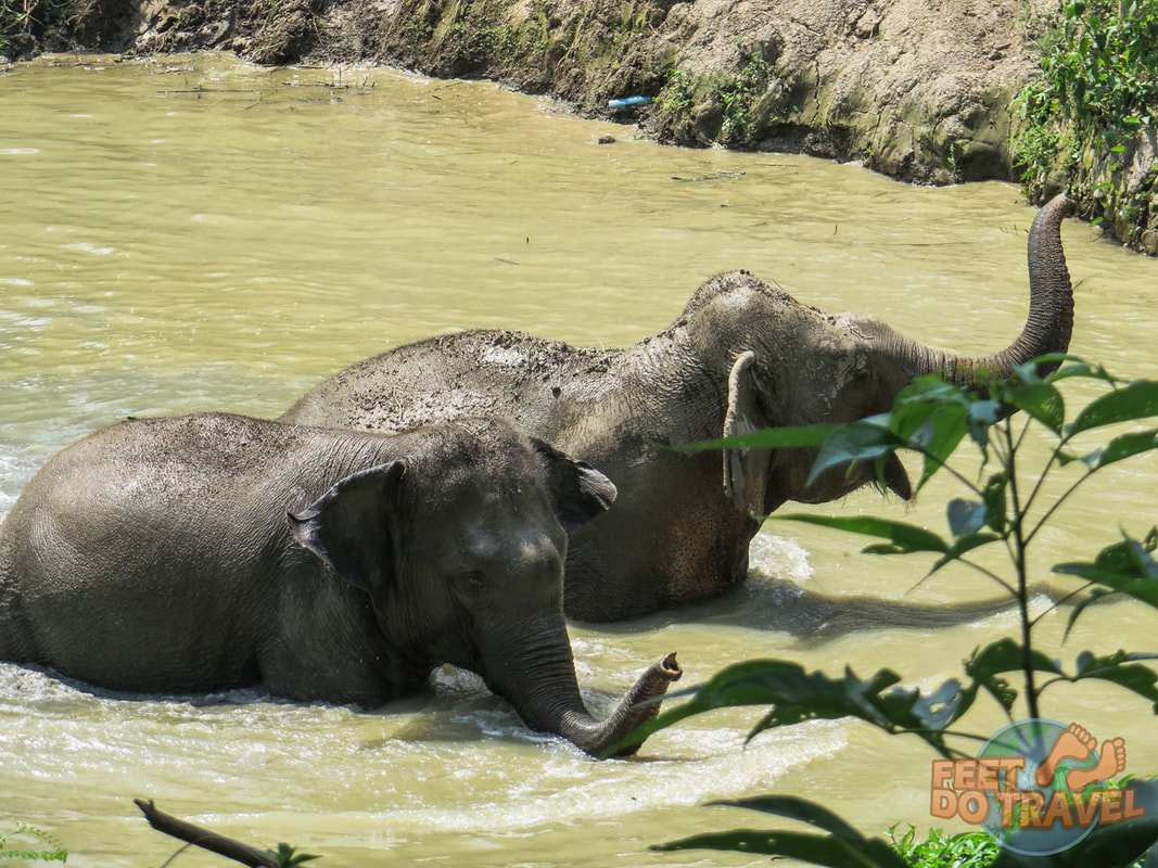 Elephant Valley Thailand, an ethical Elephant Sanctuary in Thailand, Feet Do Travel