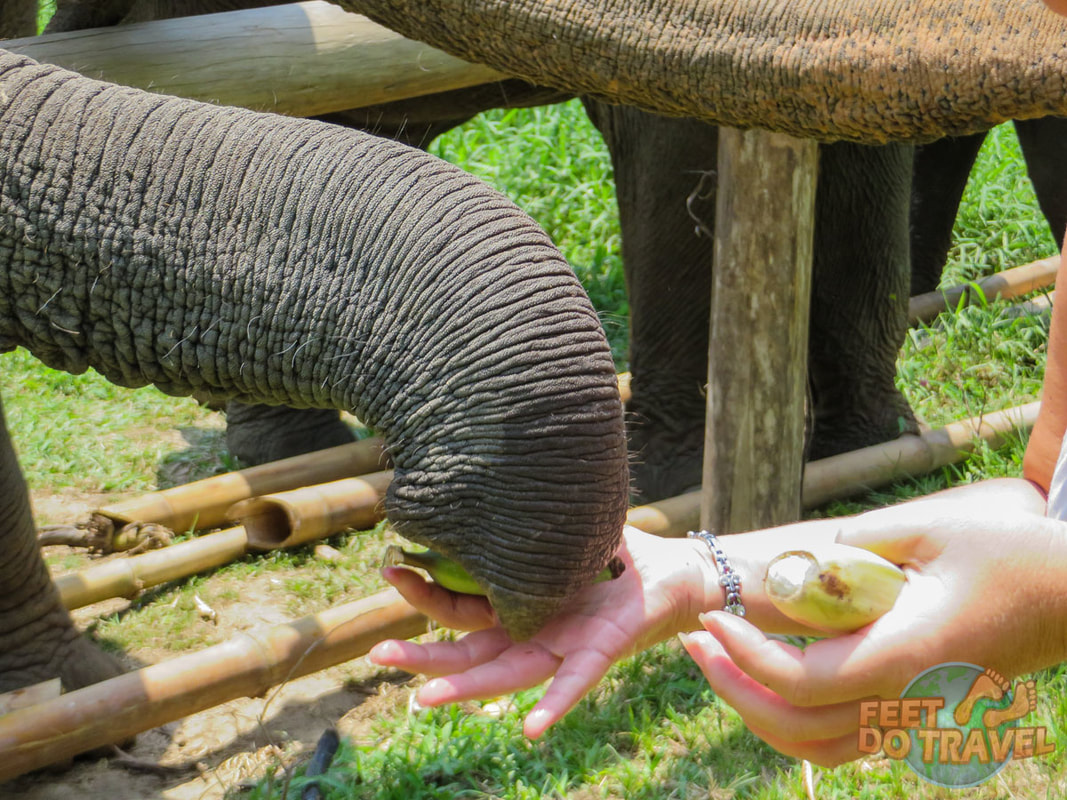 Elephant Valley Thailand, an ethical Elephant Sanctuary in Thailand, Feet Do Travel