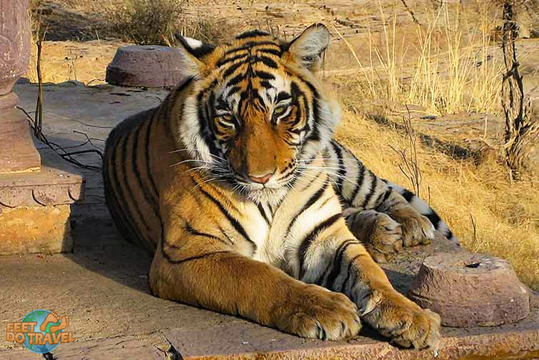 Tiger Safari in Ranthamborne National Park, Rajasthan, India, Feet Do Travel