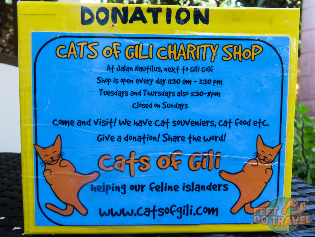  Volunteering at Gili Air Cat Clinic Gili Islands Gilis Gili Trawangan Animal Welfare Project Cat Crazy Cats of GIli