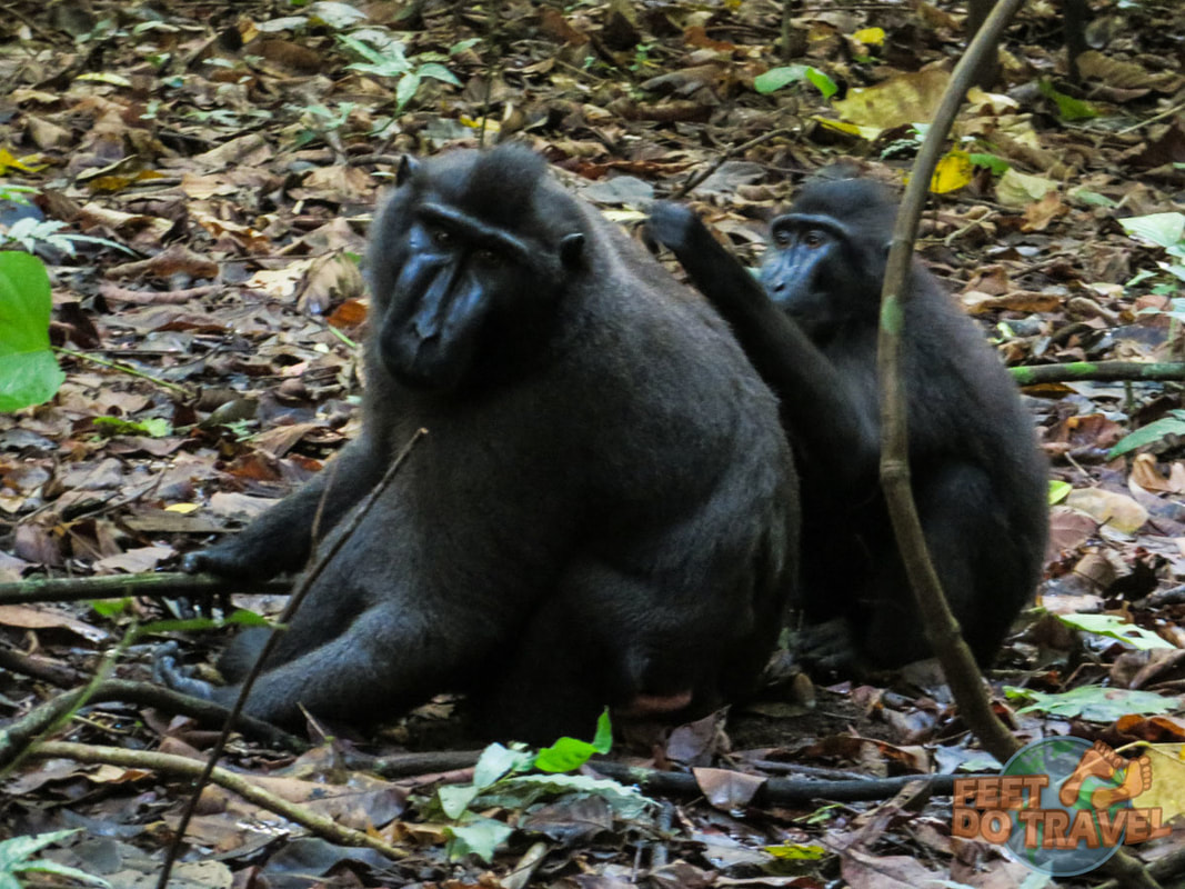 : Tarsiers and monkey selfie Tangkoko National Park, North Sulawesi, Indonesia Feet Do Travel