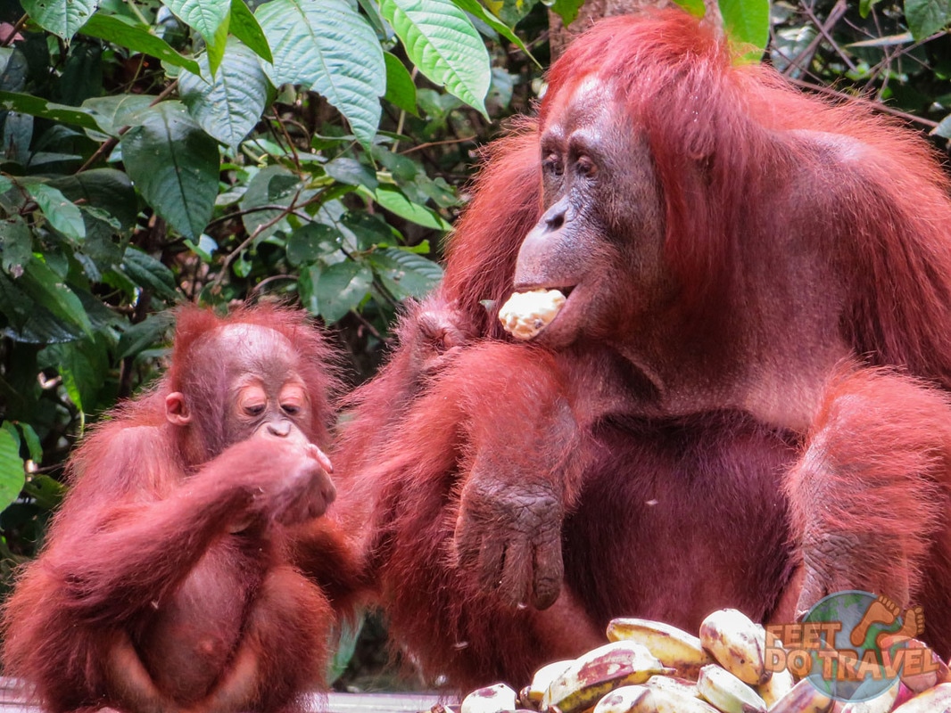 Borneon Orangutan, Indonesia Jungle, Kalimantan – Indonesian Orangutan Adventure Feet Do Travel