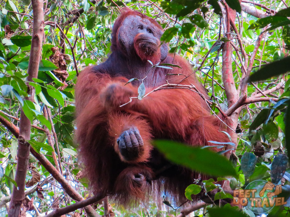 Borneon Orangutan, Indonesia Jungle, Kalimantan – Indonesian Orangutan Adventure Feet Do Travel