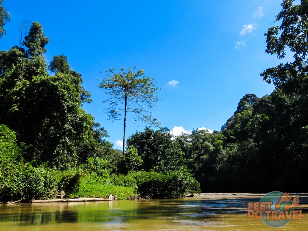 Brunei Jungle – Primary Rainforest Paradise, Pristine Jungle, Virgin Rainforest, things to do in Brunei, is Brunei worth visiting? Is Brunei a safe country? Where to go and what to do in Brunei