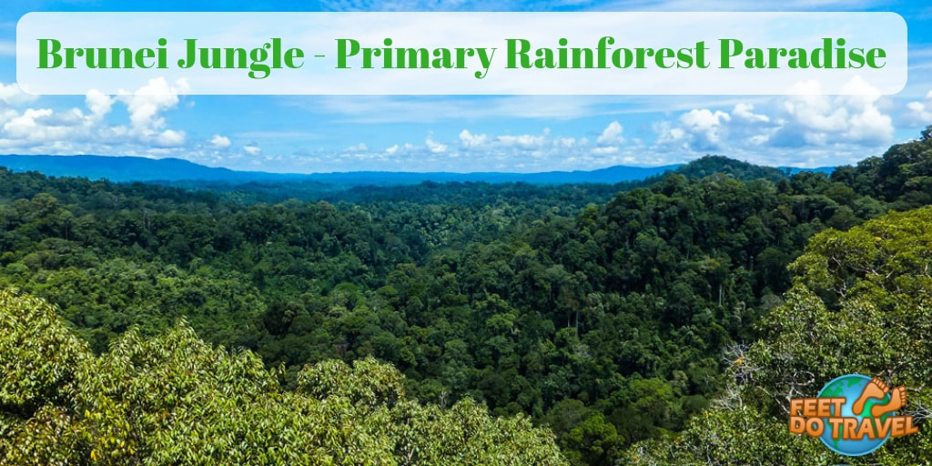 Brunei Jungle – Primary Rainforest Paradise, Pristine Jungle, Virgin Rainforest, things to do in Brunei, is Brunei worth visiting? Is Brunei a safe country? Where to go and what to do in Brunei
