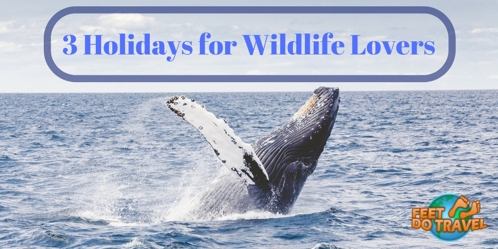 Holidays for wildlife lovers with Feet Do Travel