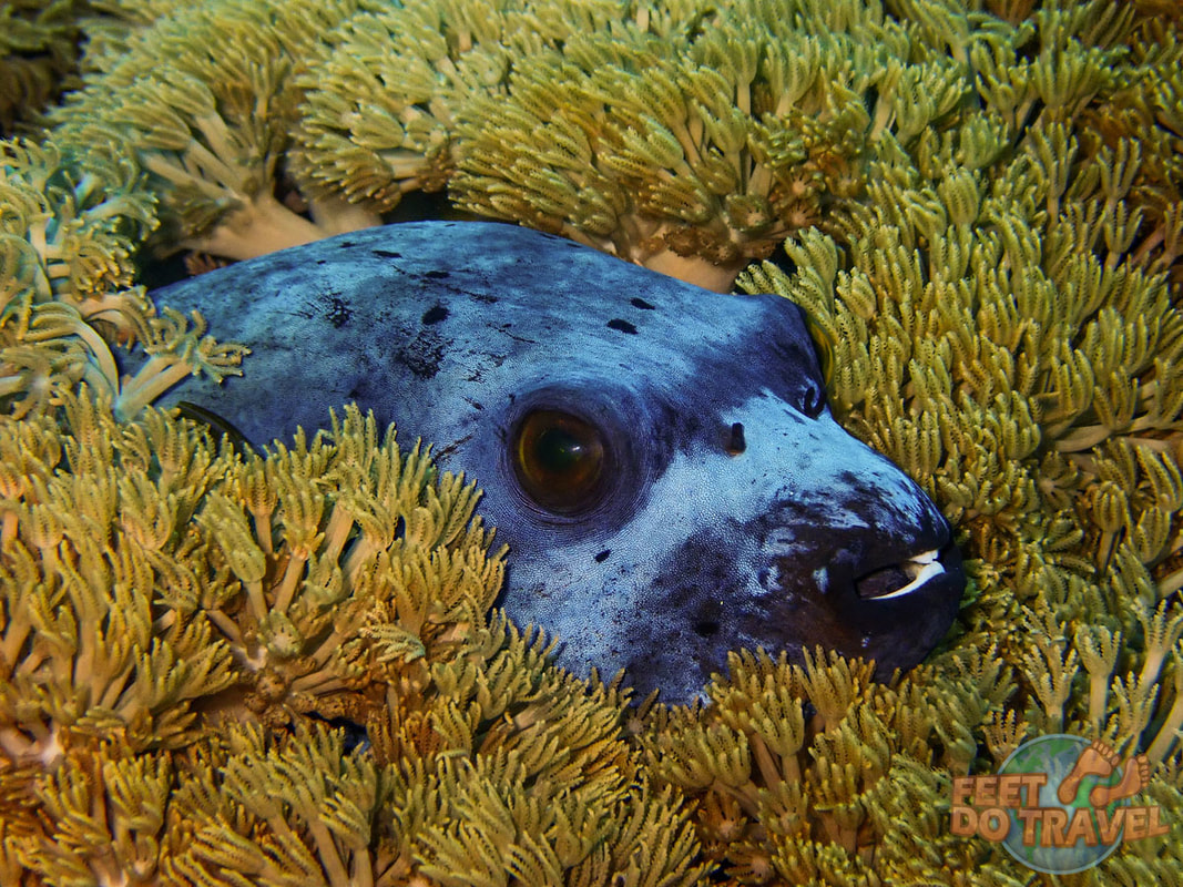 Mola Mola, Ocean Funfish, Scuba Diving, weird fish, manta ray, mobula ray, Nusa Penida, Nusa Islands, Bali, Indonesia