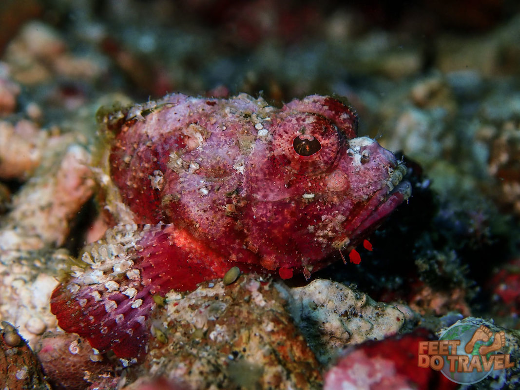 Scuba Diving Lembeh, North Sulawesi, Indonesia, Critter Capital of the World, muck diving, best macro diving in the world Feet Do Travel