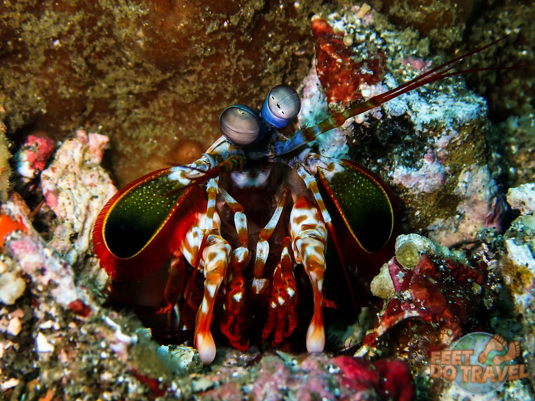 Scuba Diving Lembeh, North Sulawesi, Indonesia, Critter Capital of the World, muck diving, best macro diving in the world Feet Do Travel