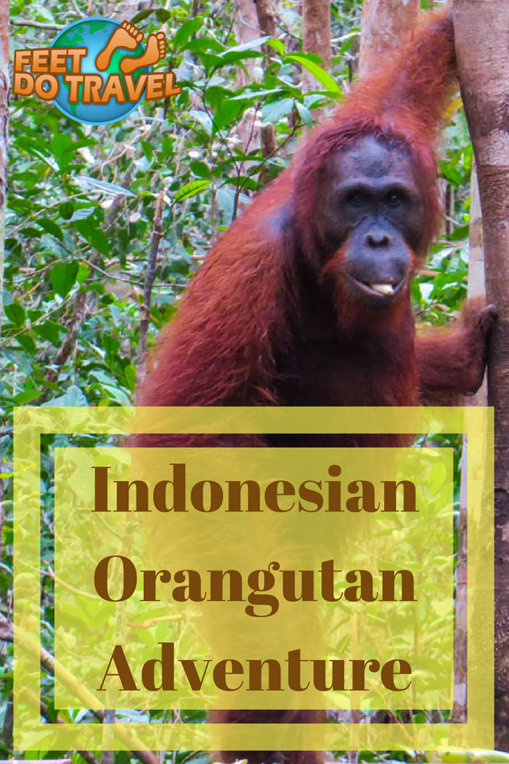 Seeing wild Orangutans was on our bucket list, so we booked a trip to the Indonesian Jungle of Borneo. We saw entire families of Borneon Orangutans, from baby orangutans to the alpha males. Feet Do Travel share with you our amazing Indonesian Orangutan Adventure. #indotravellers #hny_indonesia #thingstodo #exploreindonesia #incredibleindonesia #visitindonesia #travel #vacationinspiration #nextvacation #travelblog #travelblogger #travelling #travelguides 