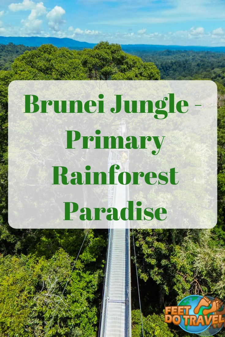 Did you know Brunei is the best place to visit the rainforest in Borneo? With pristine jungle and unspoilt by tourism, Brunei is worth visiting! Feet Do Travel show you the Brunei jungle: Primary Rainforest Paradise. #brunei #borneo #Asia #Travel #BandarSeriBegawan #rainforest #jungle #travelblog #travelblogger #traveltips#travelling #travelguides #traveladvice