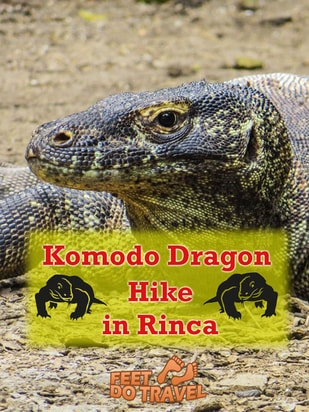 Komodo Dragons are the largest, heaviest living lizard in the world, and can only be found in Komodo, Rinca and Flores Indonesia. Also known as the Komodo Monitor, the world’s largest reptile has a mean reputation. Feet Do Travel take you on a Komodo Dragon Hike in Rinca. #komodo #dragon #komododragon #rinca #visitindonesia #wonderfulindonesia #IndonesiaTravel #SoutheastAsia #AsiaTravel #IndonesiaTravelGuide #IslandTravel #TravelGuide #reptile #reptiles #monitor #monitors #lizard #lizards #wildlife