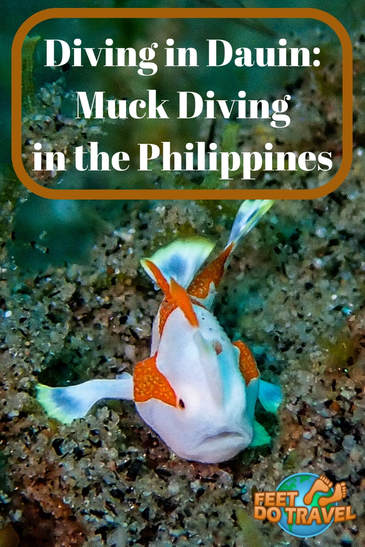 Scuba Diving in Dauin, Negros is THE place for macro and muck diving in the Philippines. If you love macro, you will find many rare and unusual creatures. For coral reef lovers there is Apo Island where there are schooling fish and turtles. Feet Do Travel show you diving in Dauin; muck diving in the Philippines #underwaterphotography #muckdiving #macrodiving #macro #philippines #itsmorfuninthephilippines #travel #travelblog #travelblogger #travelling #travelguides 