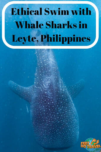 You know about swimming with whale sharks in Oslob, but where can you have an ethical whale shark watching experience in the #Philippines? Sogod Bay in Southern #Leyte is the best place to see whale sharks, Feet Do Travel share a sustainable, #ethical swimming with whale shark encounter. #whaleshark #cebu #ecotourism #responsibletravel #sustainabletravel #bucketlist #travel #travelguide #traveladvice #traveltips #travelblog #travelblogger