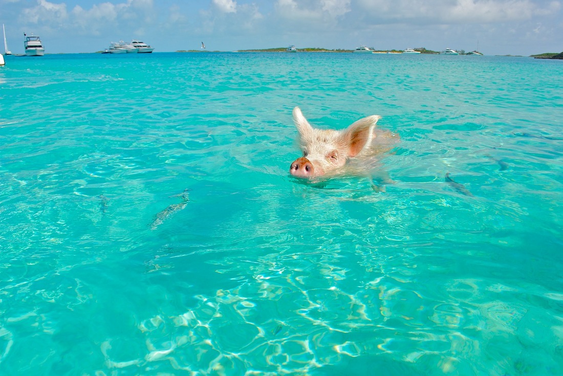 5 awesome things to do in the Caribbean, swimming with wild pigs, Bahamas, sea plane, scuba diving, hike in the jungle of Dominica, Wakeboarding, Feet Do Travel