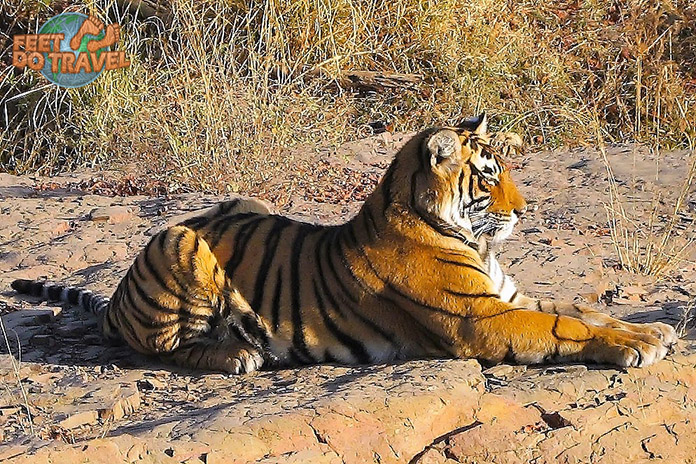 Tiger Safari in Ranthamborne National Park, Rajasthan, India, Feet Do Travel